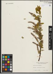 Foto von Salix pyrifolia Andersson